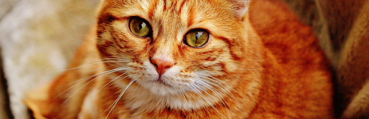 ginger cat